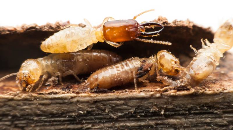 Termite Control in Kathmandu