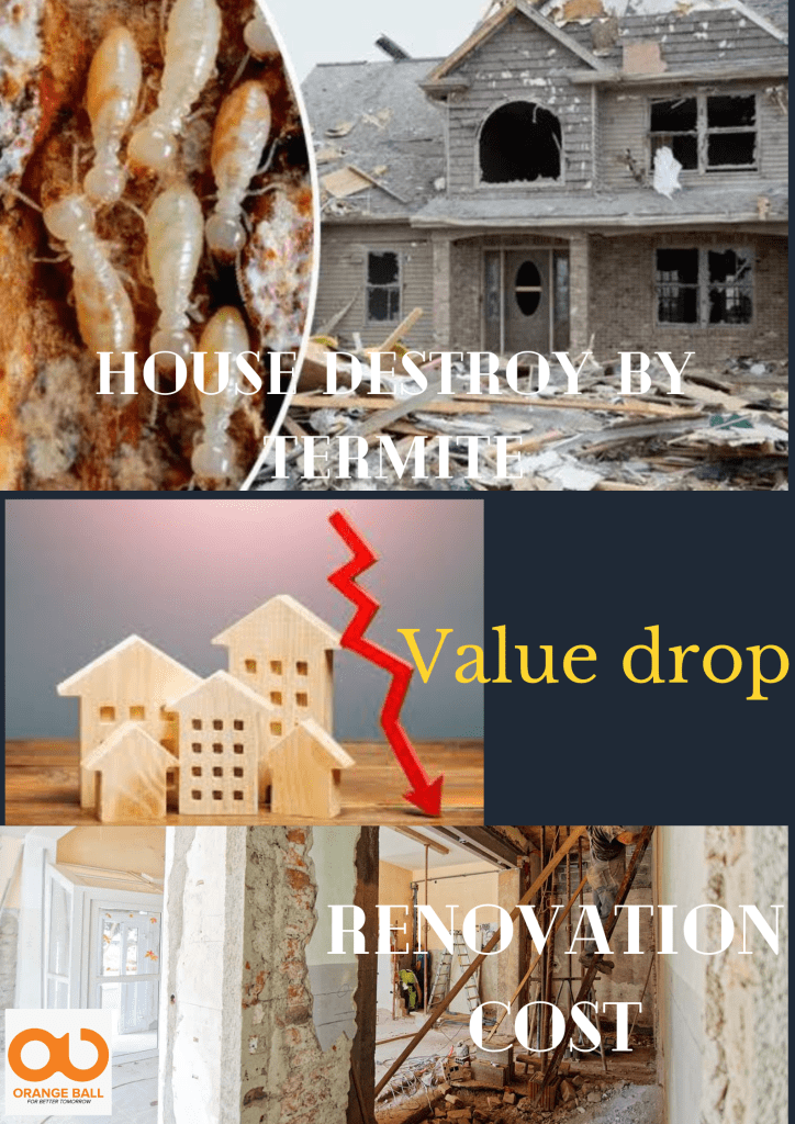How termite affect value of your house?
