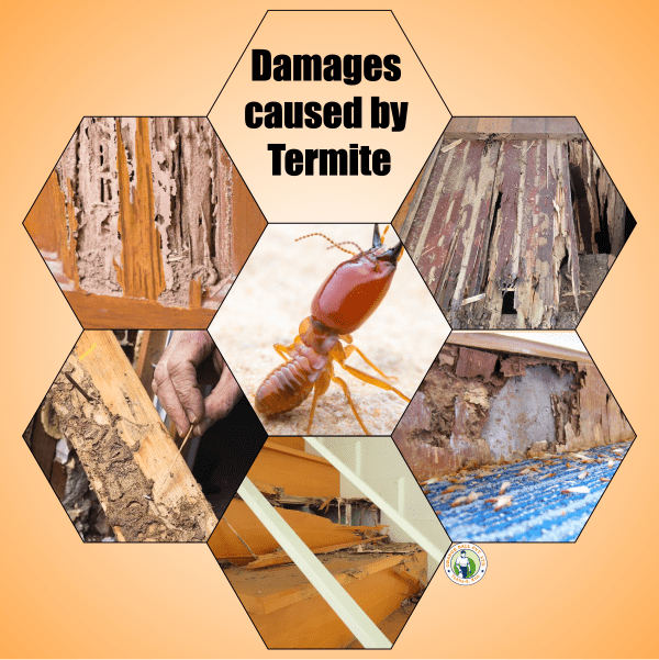 Termite affects on value of building? Get a Solution.