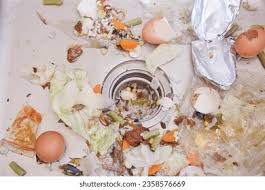 cockroach in rainy season