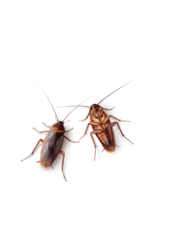 cockroach in rainy season